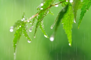 最近雨、多いですね。