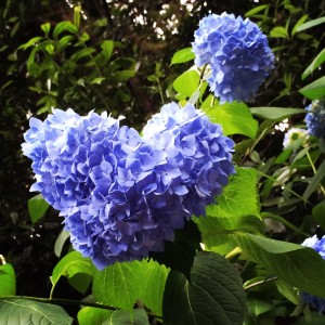 ☆　紫陽花　☆