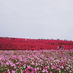 ひたち海浜公園